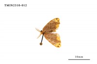 藏品(雙斑黃毒蛾)的圖片